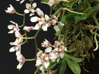 Orchid on Tree Fern Board